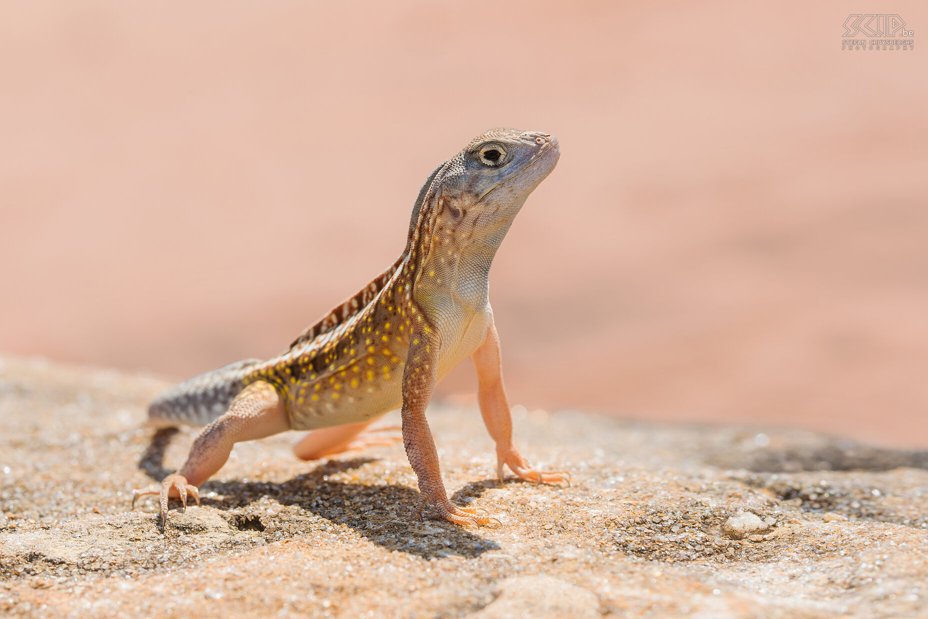 Zombitse - Madagaskarleguaan Madagaskarleguaan (Three-eyed lizard, Chalarodon madagascariensis) Stefan Cruysberghs